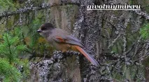 кукша като сойка