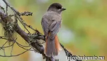 птица кукша
