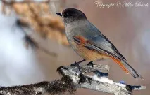 Кукша, кукша (Perisoreus Cractes infaustus) фото, забарвлення оперення місце існування розмір маса perisoreus