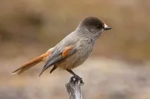 Кукша, або ронжа (Perisoreus infaustus) - Птахи Європейської частини України птахи