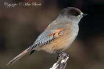 Кукша, кукша (Perisoreus Cractes infaustus) фото, забарвлення оперення місце існування розмір маса cractes