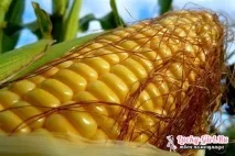 властивості