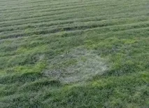 полях