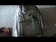 пилето