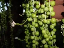 Хрестовник роулі догляд та розмноження роулі
