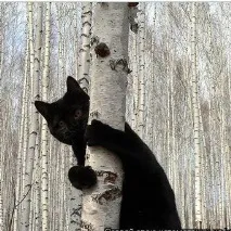 котката избяга