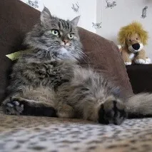 вашия домашен вашия домашен