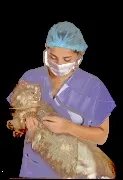 veterinarian ветеринарної