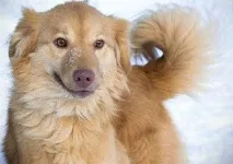 бездомні