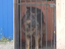 барета всеки