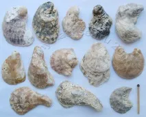 Ostrea edulis (Linne, 1756) linne