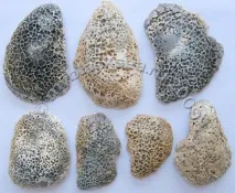 Ostrea edulis (Linne, 1756) ostrea