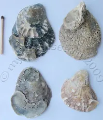 Ostrea edulis (Linne, 1756) ostrea