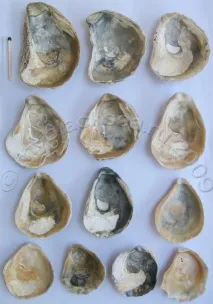 Ostrea edulis (Linne, 1756) linne