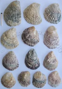 Ostrea edulis (Linne, 1756) edulis