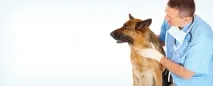 veterinarian ветеринарної служби