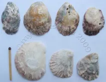 Ostrea edulis (Linne, 1756) linne