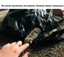 Без кота – життя не та 27 розчулених фото (27 фото) - FotoJoin життя