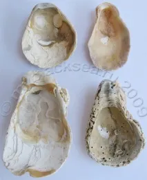 Ostrea edulis (Linne, 1756) ostrea