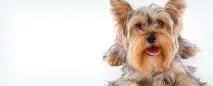 veterinarian veterinarian