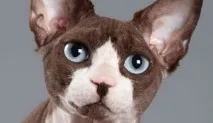 предстоящи котешки