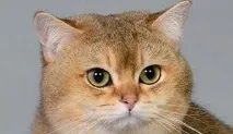 exellent котешки