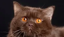 котешки exellent