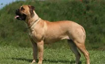 здраве защитник