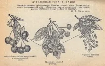 висока устойчивост висока устойчивост