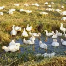 Бізнес на мільйон у селі на гусячому посліді посліді