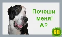Чистка вовни середньоазіатської вівчарки, Службове собаківництво чистка