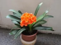 кливия снимка