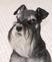 шнауцер мини