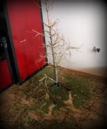 елхата какво