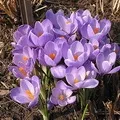 Квітка () 6 букв - пошук слів за маскою та визначенням, відповіді насканворд пошук