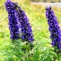 Квітка () 6 букв - пошук слів за маскою та визначенням, відповіді насканворд слів