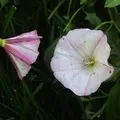 Квітка () 6 букв - пошук слів за маскою та визначенням, відповіді насканворд маскою