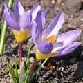 Квітка () 6 букв - пошук слів за маскою та визначенням, відповіді насканворд маскою