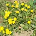 Квітка () 6 букв - пошук слів за маскою та визначенням, відповіді насканворд квітка