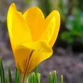 Квітка () 6 букв - пошук слів за маскою та визначенням, відповіді насканворд визначенням
