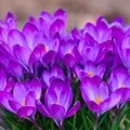 Квітка () 6 букв - пошук слів за маскою та визначенням, відповіді насканворд маскою