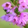 Квітка () 6 букв - пошук слів за маскою та визначенням, відповіді насканворд букв