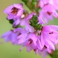 Квітка () 6 букв - пошук слів за маскою та визначенням, відповіді насканворд квітка