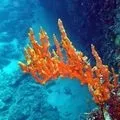 Квітка () 6 букв - пошук слів за маскою та визначенням, відповіді насканворд букв