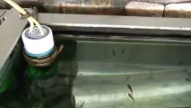 Даніо реріо розведення, мальки даніо реріо, Блог акваріуміста мальки