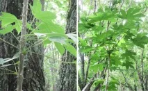 лікарська