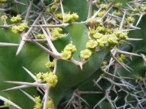 популярен Латинско Euphorbia