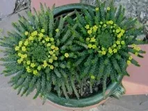 Латинско Euphorbia популярен
