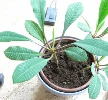 Латинско Euphorbia еуфорбия