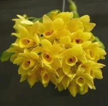 цвете цвете
